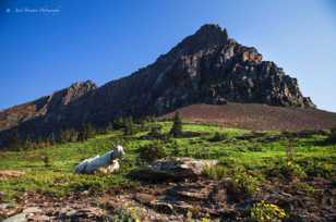 Goat above Logan Pass-1874